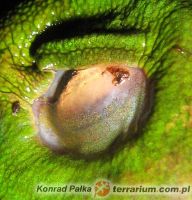  Widoczna zapadająca się gałka oczna w oczodół na przykładzie Litoria infrafrenata , co ułatwia rzekotce przepychanie pokarmu do przełyku. Fot. Konrad Pałka