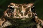 Bufotes viridis - ropucha zielona