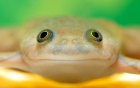 Xenopus laevis - Żaba szponiasta