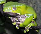 Phyllomedusa bicolor