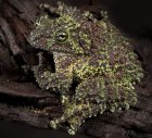 Theloderma corticale - Żaba omszona