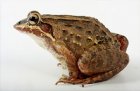 Leptodactylus labrosus Leptodactylus labrosus
