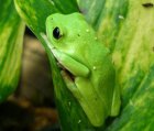 Agalychnis moreletii - chwytnica moreleta