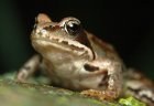 Rana temporaria - Żaba trawna