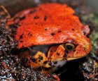 Dyscophus guineti - Żaba pomidorowa