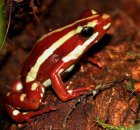 Epipedobates tricolor - Drzewołaz trójbarwny