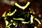 Dendrobates truncatus Dendrobates truncatus