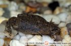 Hymenochirus curtipes
