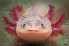 Ambystoma mexicanum - Aksolotl meksykański