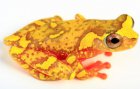 Dendropsophus sarayacuensis Dendropsophus sarayacuensis