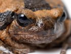 Kaloula pulchra - Termitówka indyjska
