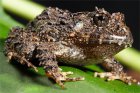 Strabomantis cornutus
