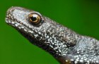 Triturus cristatus - traszka grzebieniasta