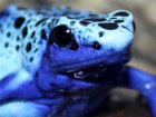 Dendrobates tinctorius 