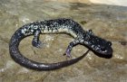 Plethodon glutinosus Plethodon glutinosus