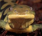 Ambystoma tigrinum - Ambystoma tygrysia
