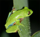 Agalychnis annae Agalychnis annae