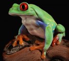 Agalychnis callidryas - Chwytnica czerwonooka Agalychnis callidryas - Chwytnica czerwonooka