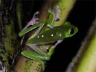 Agalychnis litodryas Agalychnis litodryas