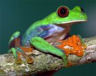 Agalychnis saltator Agalychnis saltator