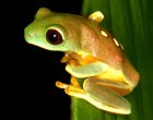 Agalychnis spurrelli Agalychnis spurrelli