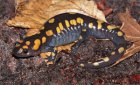 Ambystoma maculatum Ambystoma maculatum