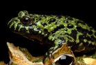 Bombina orientalis - Kumak dalekowschodni Bombina orientalis - Kumak dalekowschodni