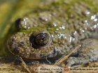 Bombina variegata - Kumak górski Bombina variegata - Kumak górski