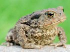 Bufo bufo - Ropucha szara Bufo bufo - Ropucha szara
