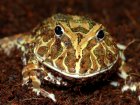 Ceratophrys cranwelli - Żaba rogata Ceratophrys cranwelli - Żaba rogata