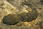 Cryptobranchus alleganiensis - diabeł błotny Cryptobranchus alleganiensis - diabeł błotny