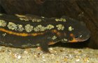 Cynops ensicauda - traszka riukiańska Cynops ensicauda - traszka riukiańska