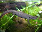 Cynops orientalis - traszka chińska Cynops orientalis - traszka chińska