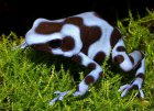 Dendrobates auratus - Drzewołaz złocisty Dendrobates auratus - Drzewołaz złocisty