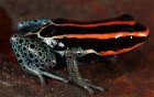 Dendrobates duellmani Dendrobates duellmani