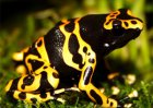 Dendrobates leucomelas - Drzewołaz żółtopasy Dendrobates leucomelas - Drzewołaz żółtopasy