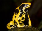 Dendrobates tinctorius - drzewołaz malarski Dendrobates tinctorius - drzewołaz malarski