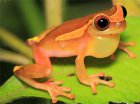 Dendropsophus bifurcus Dendropsophus bifurcus