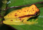 Dendropsophus rhodopeplus Dendropsophus rhodopeplus