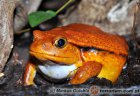 Dyscophus antongilii - żaba pomidorowa* Dyscophus antongilii - żaba pomidorowa*