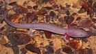 Gyrinophilus palleucus Gyrinophilus palleucus