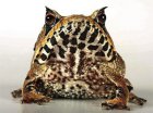 Hemiphractus scutatus Hemiphractus scutatus