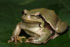 Hyla arborea - Rzekotka drzewna Hyla arborea - Rzekotka drzewna