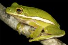 Hyla cinerea - rzekotka zielona Hyla cinerea - rzekotka zielona