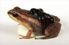Hyloxalus vertebralis Hyloxalus vertebralis