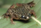 Hymenochirus boettgeri - karlik szponiasty Hymenochirus boettgeri - karlik szponiasty