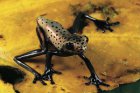 Hypsiboas geographicus Hypsiboas geographicus