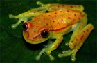 Hypsiboas punctatus Hypsiboas punctatus