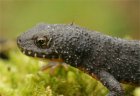 Ichthyosaura alpistris - traszka górska Ichthyosaura alpistris - traszka górska
