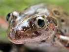 Kassina maculata - Afrykańska żaba biegająca Kassina maculata - Afrykańska żaba biegająca